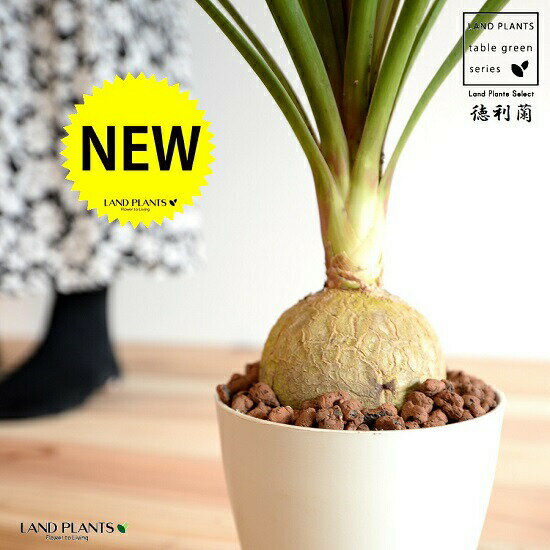 トックリラン：徳利蘭（太葉） 4号 白色 プラスチック鉢 【ハイドロボール】 ポニーテール ノリナ 苗 苗木 鉢植え 植木 白 ホワイト 丸 プラ鉢 12cm 観葉植物