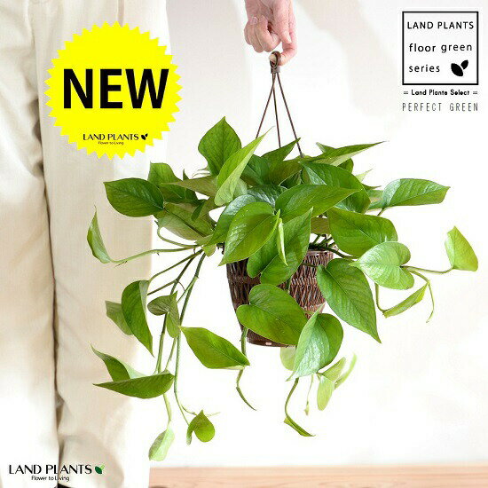 【鉢色・デザインおまかせ】ポトス（パーフェクトグリーン） 5号 ハンギングポット 【ココファイバー】 ポトスパーフェクトグリーン パーフェクトグリーン PG 鉢植え 鉢 苗 苗木 吊 吊鉢 吊り鉢 ハンギング 観葉植物 観葉