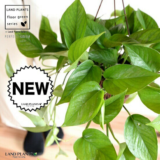 【鉢色・デザインおまかせ】ポトス（パーフェクトグリーン） 5号 ハンギングポット 【ココファイバー】 ポトスパーフェクトグリーン パーフェクトグリーン PG 鉢植え 鉢 苗 苗木 吊 吊鉢 吊り鉢 ハンギング 観葉植物 観葉