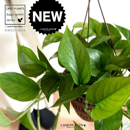 【鉢色・デザインおまかせ】ポトス（パーフェクトグリーン） 5号 ハンギングポット 【ココファイバー】 ポトスパーフェクトグリーン パーフェクトグリーン PG 鉢植え 鉢 苗 苗木 吊 吊鉢 吊り鉢 ハンギング 観葉植物 観葉