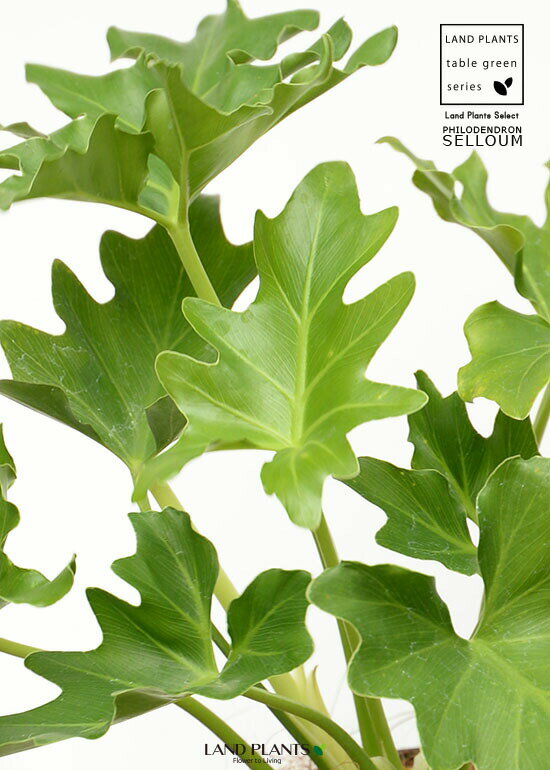 【お試し】 セローム 4号 黒色 プラスチック鉢 【ココファイバー】 ヒトデカズラ フィロデンドロン サトイモ 苗 苗木 鉢 プラ鉢 プラスチック 植木鉢 観葉 観葉植物 小型 ブラック 黒 12cm