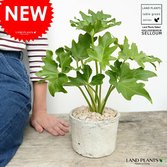 セローム（フィロデンドロン） 白色 モスポット シリンダー型 陶器鉢【天然砕石・育て方】 フィロデンドロンセローム サトイモ 鉢植え 鉢 素焼 素焼鉢 テラコッタ MOSSPOT 白 ホワイト アイボリー 丸 丸形 観葉 観葉植物 小型