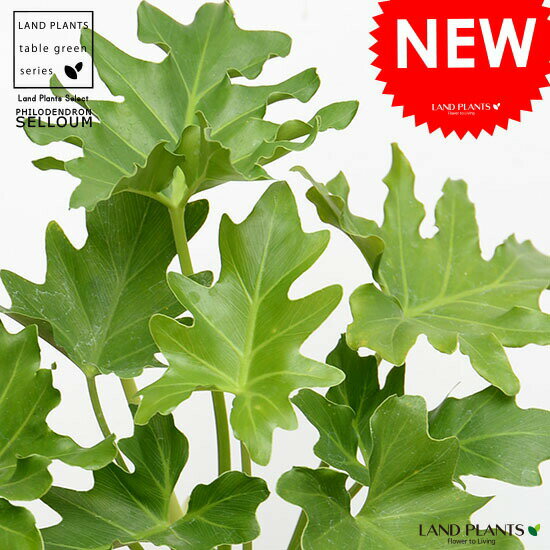 セローム（フィロデンドロン） 白色 モスポット シリンダー型 陶器鉢【天然砕石・育て方】 フィロデンドロンセローム サトイモ 鉢植え 鉢 素焼 素焼鉢 テラコッタ MOSSPOT 白 ホワイト アイボリー 丸 丸形 観葉 観葉植物 小型