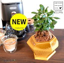 ガジュマル(幹太) 黄色 ポリゴン型 多角形 陶器鉢 【ハイドロ・受皿・育て方】 多幸の樹 精霊が宿る木 ガジュマル 鉢 鉢植え 植木鉢 陶器 苗 苗木 黄 イエロー 黄土色 異形 変形 釉薬 焼物 信楽観葉植物 観葉 小型 和 和風 モダン スタイリッシュ
