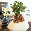 ガジュマル(幹太) 白色 ポリゴン型 多角形 陶器鉢 【ハイドロ・受皿・育て方】 多幸の樹 精霊が宿る木 ガジュマル 鉢 鉢植え 植木鉢 陶器 苗 苗木 白 ホワイト 艶消し 異形 変形 釉薬 焼物 信楽観葉植物 観葉 小型 和 和風 モダン スタイリッシュ