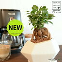ガジュマル(幹太) 白色 ポリゴン型 多角形 陶器鉢 【ハイドロ・受皿・育て方】 多幸の樹 精霊が宿る木 ガジュマル 鉢 鉢植え 植木鉢 陶器 苗 苗木 白 ホワイト 艶消し 異形 変形 釉薬 焼物 信楽観葉植物 観葉 小型 和 和風 モダン スタイリッシュ