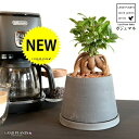 がじゅまる(幹太) 富士山型 粗削り クレイポット Mサイズ(黒土) 【ハイドロ・受皿・育て方】 多幸の樹 精霊が宿る木 ガジュマル 鉢 鉢植え 植木鉢 陶器 焼物 苗 苗木 藤壺型 富士 富士山標高 素焼 黒 ブラック グレー 粘土 観葉植物 観葉 小型