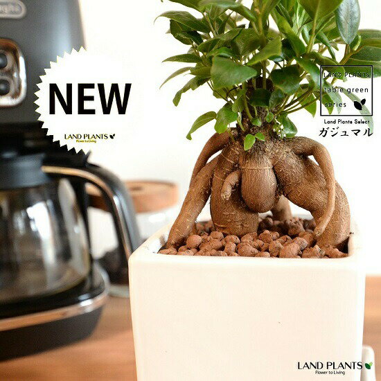 ガジュマル （幹太タイプ） 白色 キューブ型 陶器鉢 Sサイズ 【ハイドロ・受皿・育て方・】多幸の樹 精..