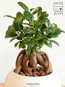 がじゅまる(幹太) ボール型 粗削り クレイポット Mサイズ(白土) 【ハイドロ・受皿・育て方】 多幸の樹 精霊が宿る木 ガジュマル 鉢 鉢植え 植木鉢 陶器 焼物 苗 苗木 丸型 丸 ボール 素焼 白 ホワイト 粘土 観葉植物 観葉 小型