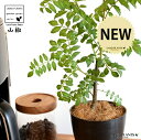 【お試し】 山椒(サンショウ) 4号 黒色 プラスチック鉢 【ココファイバー】 サンショウ苗 山椒の木 サンショウの木 木の芽 キノメ ハジカミ 葉サンショウ ...