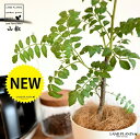 【お試し】 山椒(サンショウ) 4号 白色 プラスチック鉢 【ココファイバー】 サンショウ苗 山椒の木 サンショウの木 木の芽 キノメ ハジカミ 葉サンショウ 葉山椒 鉢 鉢植え 苗 苗木 香辛料 蝶々のエサ 蝶々 白 ホワイト プラ鉢 植物
