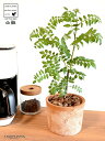 山椒(サンショウ) 茶色 モスポット シリンダー型 陶器鉢 【バークチップ】 サンショウ苗 山椒の木 サンショウの木 木の芽 キノメ ハジカミ 葉サンショウ 葉...