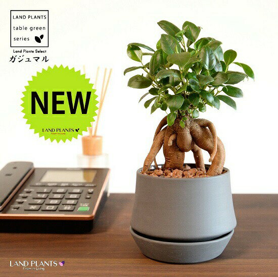 がじゅまる（幹太）受皿一体式 シェイプ型 陶器鉢 ダークグレー 【ハイドロ・受皿・育て方】 多幸の樹 精霊が宿る木 ガジュマル 鉢 鉢植え 植木鉢 陶器 焼物 苗 苗木 艶消し マット 黒 ブラック 灰 グレー 陶土 観葉植物 観葉 小型