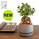 がじゅまる(幹太)受皿一体式 バルーン型 陶器鉢 ダークグレー 【ハイドロ・受皿・育て方】 多幸の樹 精霊が宿る木 ガジュマル 鉢 鉢植え 植木鉢 陶器 焼物 苗 苗木 艶消し マット 黒 ブラック 灰 グレー 陶土 観葉植物 観葉 小型
