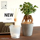 【底面給水】 がじゅまる(幹太)カップ型 粗削り クレイポット インナーカップ付(黒土) 【ココファイバー・育て方】 多幸の樹 精霊が宿る木 ガジュマル 鉢 鉢植え 植木鉢 陶器 焼物 素焼 鉢カバー コニック 黒 ブラック 粘土 観葉植物 観葉 小型