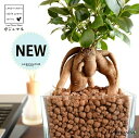 【水耕栽培】 がじゅまる(幹太)スクエア型 ガラス容器 ハイドロボール植え(人工用土) 【ハイドロ・育て方】 多幸の樹 精霊が宿る木 ガジュマル ガラス 花器 花瓶 ベース ヴェイス 花入れ 花生け 透明 ハイドロカルチャー 水栽培 観葉植物 観葉