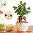 【水耕栽培】がじゅまる(幹太)手塗り ペイント&プリント 段付き 陶器鉢 オレンジ 【ハイドロ・育て方】 多幸の樹 精霊が宿る木 ガジュマル 鉢 鉢植え 植木鉢 陶器 焼物 苗 苗木 ハイドロカルチャー 水耕 水栽培 観葉植物 観葉 小型