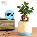 がじゅまる(幹太)ぼってり 受皿一体型 手塗り ペイント&プリント 陶器鉢 スカイブルー 【ハイドロ・受皿・育て方】 多幸の樹 精霊が宿る木 ガジュマル 鉢 鉢植え 植木鉢 陶器 焼物 苗 苗木 青色 水色 観葉植物 観葉 小型