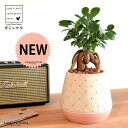 がじゅまる(幹太)ぼってり 受皿一体型 手塗り ペイント&プリント 陶器鉢 ピンク 【ハイドロ・受皿・育て方】 多幸の樹 精霊が宿る木 ガジュマル 鉢 鉢植え 植木鉢 陶器 焼物 苗 苗木 桃色 桃 観葉植物 観葉 小型