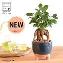 【鉢カバー】 がじゅまる(幹太)三つ足 釉薬 テラコッタ Lサイズ(ネイビー) 【ハイドロ・育て方】 多幸の樹 精霊が宿る木 ガジュマル 鉢 鉢植え 植木鉢 陶器 焼物 苗 苗木 足付き 脚付き 素焼 青 紺 ブルー 粘土 観葉植物 観葉 小型