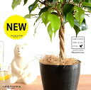 【お試し】 ベンジャミン(トピアリー仕立て) 4号 プラスチック鉢 黒色 【ココファイバー】キングハロ キングハロー トピアリー スタンダード仕立て ボール ゴ...