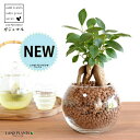 【水耕栽培】 がじゅまる(幹太)ボール型 ガラス容器 ハイドロボール 植え(発泡煉石) 【ハイドロ・育て方】H1003 多幸の樹 精霊が宿る木 ガジュマル ガラス 花器 花瓶 ベース ヴェイス 花入れ 花生け 透明 ハイドロカルチャー 水栽培 観葉植物 観葉