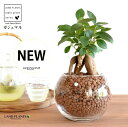 【水耕栽培】 がじゅまる(幹太)ボール型 ガラス容器 ハイドロボール 植え(発泡煉石) 【ハイドロ・育て方】H1003 多幸の樹 精霊が宿る木 ガジュマル ガラス 花器 花瓶 ベース ヴェイス 花入れ 花生け 透明 ハイドロカルチャー 水栽培 観葉植物 観葉