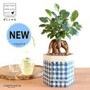 がじゅまる(幹太)六角形 受皿一体型 手塗り ペイント&プリント 陶器鉢 チェック柄 【ハイドロ・受皿・育て方】 多幸の樹 精霊が宿る木 ガジュマル 鉢 鉢植え 植木鉢 陶器 焼物 苗 苗木 市松 市松格子 弁慶格子 青 青色 白 白色 観葉植物 観葉 小型