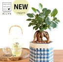 がじゅまる(幹太)六角形 受皿一体型 手塗り ペイント&プリント 陶器鉢 チェック柄 【ハイドロ・受皿・育て方】 多幸の樹 精霊が宿る木 ガジュマル 鉢 鉢植え 植木鉢 陶器 焼物 苗 苗木 市松 市松格子 弁慶格子 青 青色 白 白色 観葉植物 観葉 小型