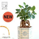 【限定品】 がじゅまる(幹太)六角形ロング 受皿一体型 手塗り ペイント&プリント 陶器鉢 アンティーク柄 【ハイドロ・受皿・育て方】 多幸の樹 精霊が宿る木 ガジュマル 鉢 鉢植え 植木鉢 陶器 焼物 苗 苗木 青 青色 白 白色 観葉植物 観葉 小型