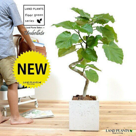 ウンベラータ（3Dカーブ曲がり） 白色 ファイバー製 キューブ型 陶器鉢 【バークチップ・受皿・育て方】 観葉 観葉植物 大型 鉢植え 鉢 苗 苗木 植木 鉢植え 室内 ホワイト 白 四角 正方形 曲げ らせん