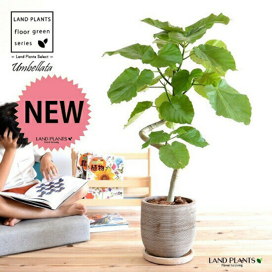 ウンベラータ（3Dカーブ曲がり） デザインの良い テラコッタ 横縞模様 陶器鉢 【バークチップ・受皿・育て方】 素焼き 素焼き鉢 鉢植え 鉢 苗 苗木 植木 鉢植え 室内 丸形 ラウンド 縞模様 観葉 観葉植物 大型 曲げ らせん