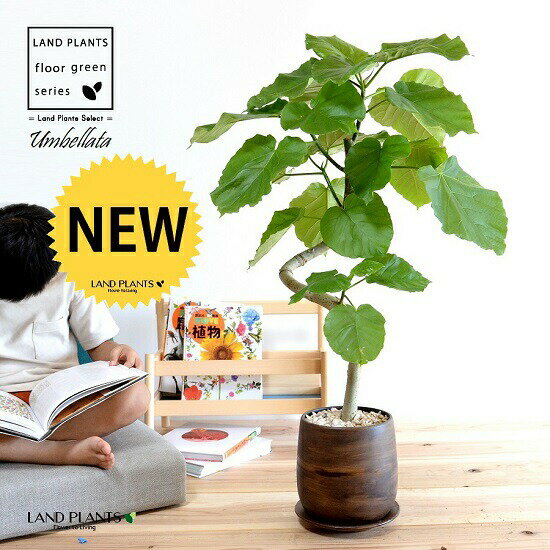 【LPオリジナル特注植木鉢】 ウンベラータ（3Dカーブ曲がり） ウッド風 ペイント 陶器鉢 Lサイズ 【天然砕石・受皿】 観葉 観葉植物 大型 鉢植え 鉢 苗 苗木 植木 鉢植えのサムネイル