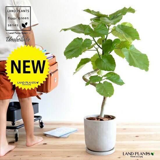 【特注品】 ウンベラータ（3Dカーブ曲がり） デザインの良い セメント製 陶器鉢 【バークチップ・受皿】 観葉 観葉植物 大型 鉢植え 鉢 苗 苗木 植木 鉢植え 室内 グレー 灰色 コンクリート コンクリ ラウンド 陶器 曲げ らせん フィカス ゴム