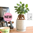 (幹太)ガジュマル セメント製 ドロップ型 陶器鉢 Sサイズ 【ハイドロボール・受皿】 がじゅまるの木 がじゅまる 幸福をもたらす 多幸の樹 精霊 鉢植え 鉢 丸鉢 陶器 コンクリート グレー 灰 灰色 ねずみ 観葉植物 植物