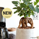 ガジュマル(幹太) セメント製 ドロップ型 陶器鉢 Sサイズ 【ハイドロボール・受皿】 がじゅまるの木 がじゅまる 幸福をもたらす 多幸の樹 精霊 鉢植え 鉢 丸鉢 陶器 コンクリート グレー 灰 灰色 ねずみ 観葉植物 植物