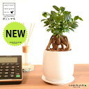 ガジュマル(幹太) 白色ドロップ型 陶器鉢 Sサイズ 【ハイドロボール・受皿】ガジュマル 幸福をもたらす 多幸の樹 精霊 がじゅまるの木 鉢植え 鉢 丸鉢 ラウンド ホワイト 白 マット 艶消し つや消し 観葉植物 観葉 送料無料