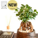 ガジュマル(幹太) ウッド風 ペイント陶器鉢 Sサイズ 【天然砕石・受皿】 がじゅまるの木 ガジュマル 幸福をもたらす 多幸の樹 精霊 鉢植え 鉢 丸鉢 陶器 ブラウン 茶色 茶 こげ茶 ウォールナット 木目 木目調 観葉植物 植物