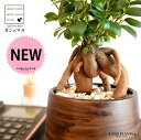 ガジュマル(幹太) ウッド風 ペイント陶器鉢 Sサイズ 【天然砕石・受皿】 がじゅまるの木 ガジュマル 幸福をもたらす 多幸の樹 精霊 鉢植え 鉢 丸鉢 陶器 ブラウン 茶色 茶 こげ茶 ウォールナット 木目 木目調 観葉植物 植物