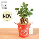 ガジュマル(幹太) Mother’s day ブリキ製 バケツ 赤色 木製プレート付き 【母の日ギフト プレゼント】 がじゅまるの木 ガジュマル 幸福をもたらす...