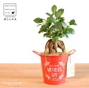 ガジュマル(幹太) Mother’s day ブリキ製 バケツ 赤色 木製プレート付き 【母の日ギフト プレゼント】 がじゅまるの木 ガジュマル 幸福をもたらす...