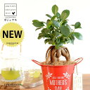 ガジュマル(幹太) Mother’s day ブリキ製 バケツ 赤色 木製プレート付き 【母の日ギフト プレゼント】 がじゅまるの木 ガジュマル 幸福をもたらす...