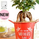 ガジュマル(幹太) Mother’s day ブリキ製 バケツ 赤色 木製プレート付き 【母の日ギフト プレゼント】 がじゅまるの木 ガジュマル 幸福をもたらす...