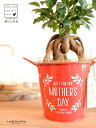 ガジュマル(幹太) Mother’s day ブリキ製 バケツ 赤色 木製プレート付き 【母の日ギフト プレゼント】 がじゅまるの木 ガジュマル 幸福をもたらす...