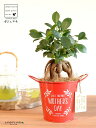 ガジュマル(幹太) Mother’s day ブリキ製 バケツ 赤色 木製プレート付き 【母の日ギフト プレゼント】 がじゅまるの木 ガジュマル 幸福をもたらす...