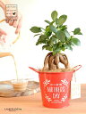 ガジュマル(幹太) Mother’s day ブリキ製 バケツ 赤色 木製プレート付き 【母の日ギフト プレゼント】 がじゅまるの木 ガジュマル 幸福をもたらす...