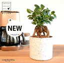 【eco商品】 ガジュマル(幹太) 白色 エコチップ シリンダー 鉢カバー 【ハイドロボール】白 ホワイト がじゅまるの木 ガジュマル 幸福をもたらす 多幸の樹 精霊 セラミスグラニュー