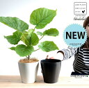 【お試し】【選べる鉢色】 ウンベラータ 4号 プラスチック鉢 (白or黒) (南) 卓上サイズ 鉢植え 鉢 苗 苗木 観葉植物 白 ブラック ラウンド 丸