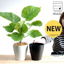 【2鉢セット】 ウンベラータ 4号 プラスチック鉢 (白1鉢・黒1鉢) (南) 卓上サイズ 鉢植え 鉢 苗 苗木 観葉植物 白 ブラック ラウンド 丸