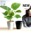 【2鉢セット】 ウンベラータ 4号 プラスチック鉢 (白1鉢・黒1鉢) (南) 卓上サイズ 鉢植え 鉢 苗 苗木 観葉植物 白 ブラック ラウンド 丸